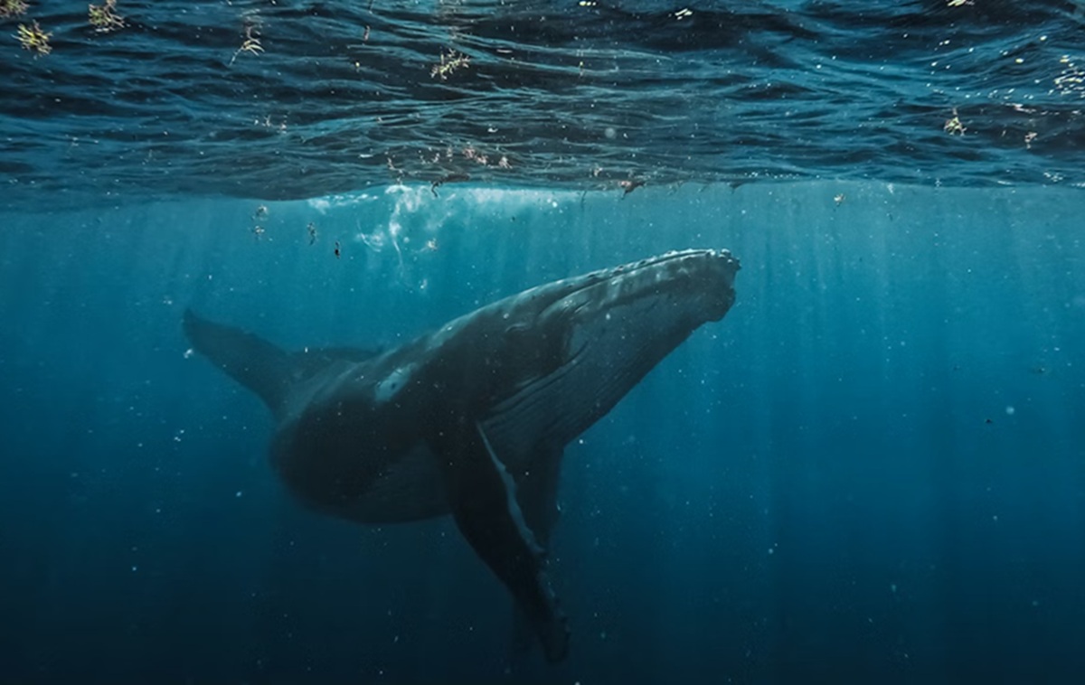 Ambergris: Kekayaan Lautan yang Tersembunyi