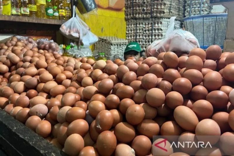 Harga Telur Naik: Tantangan Ekonomi di 210 Daerah